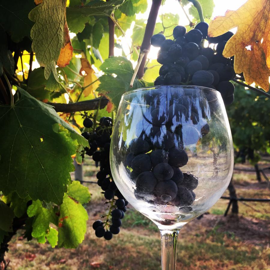 Tranquil Vale Vineyard Hotel Luskintyre Bagian luar foto
