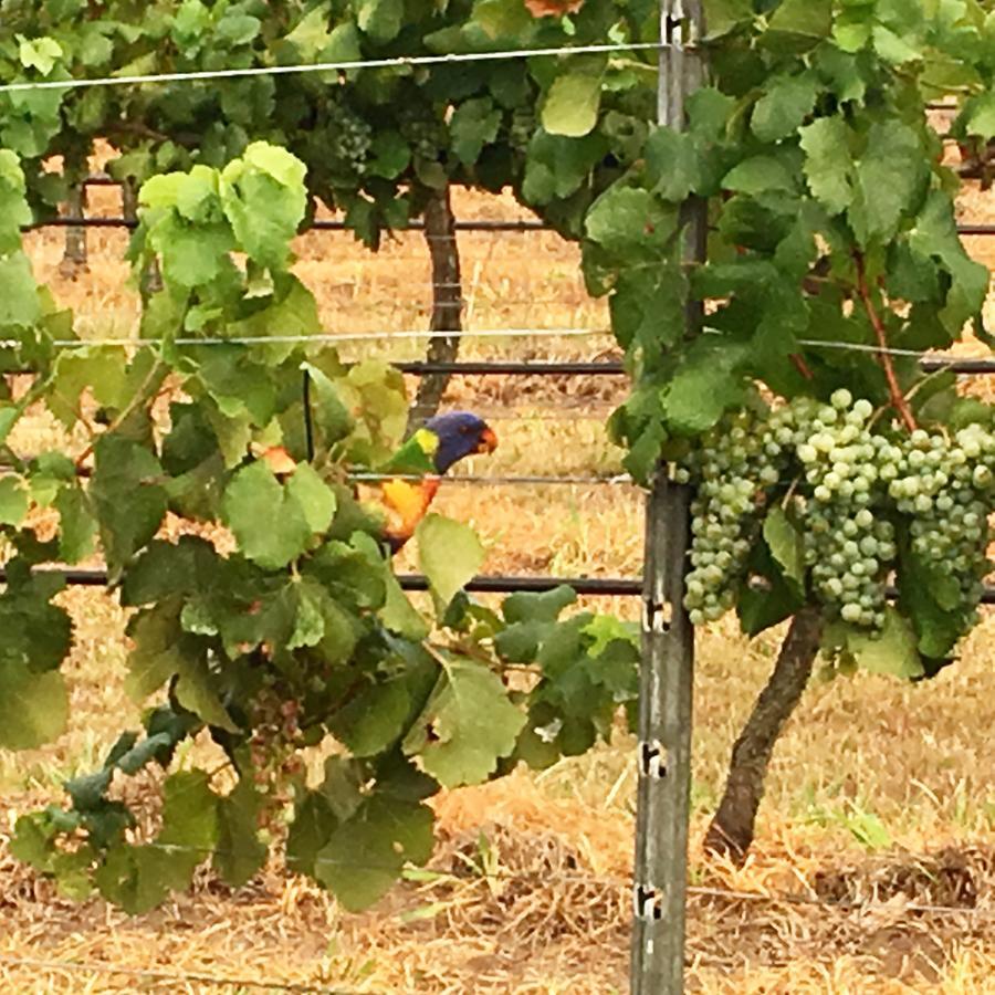 Tranquil Vale Vineyard Hotel Luskintyre Bagian luar foto